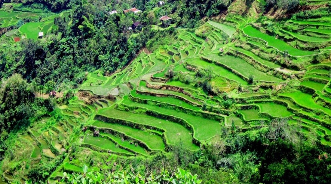 Tuwar Rice Terraces